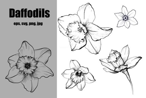 Download Set of Daffodils Hand Drawing - Drawing Collection