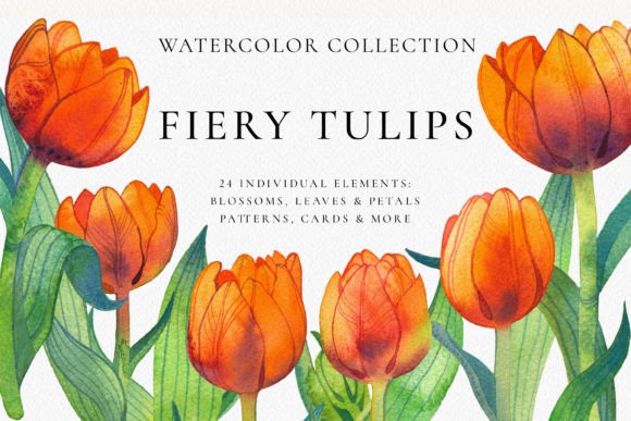 Download Fiery Tulip Floral Watercolor Collection - Premium Resources