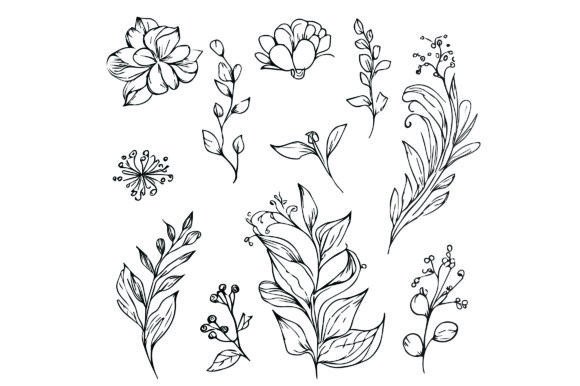 Download Botanical Drawings, Botanical Flower - Drawing Collection