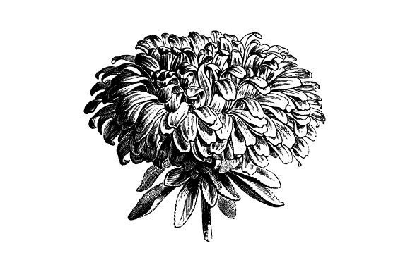 Download Aster Flower Engraving Vintage Vector - Vector Collection